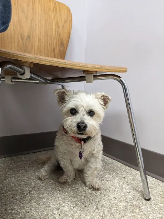 Plumtrees Animal Hospital Picture 7