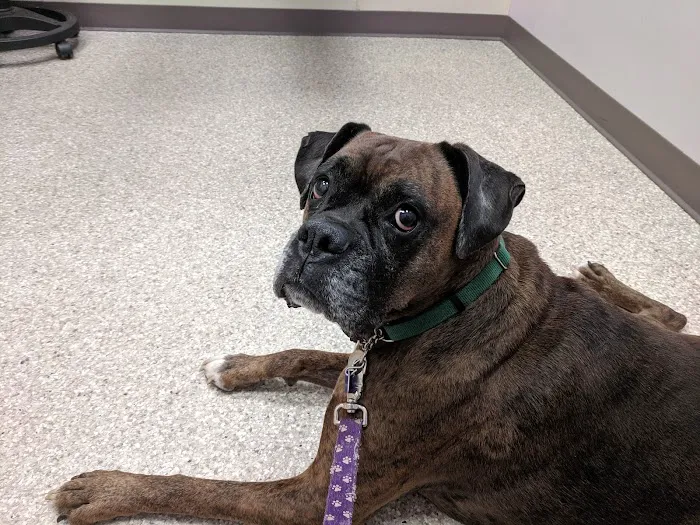 Plumtrees Animal Hospital Picture 3