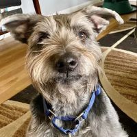 Plumtrees Animal Hospital ico