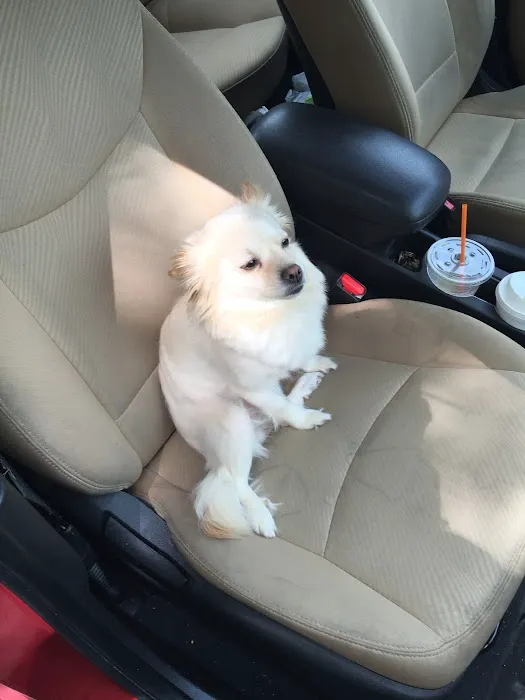 Plumtrees Animal Hospital: Baff Wesley A DVM Picture 2