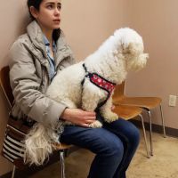 Plumtrees Animal Hospital: Baff Wesley A DVM ico