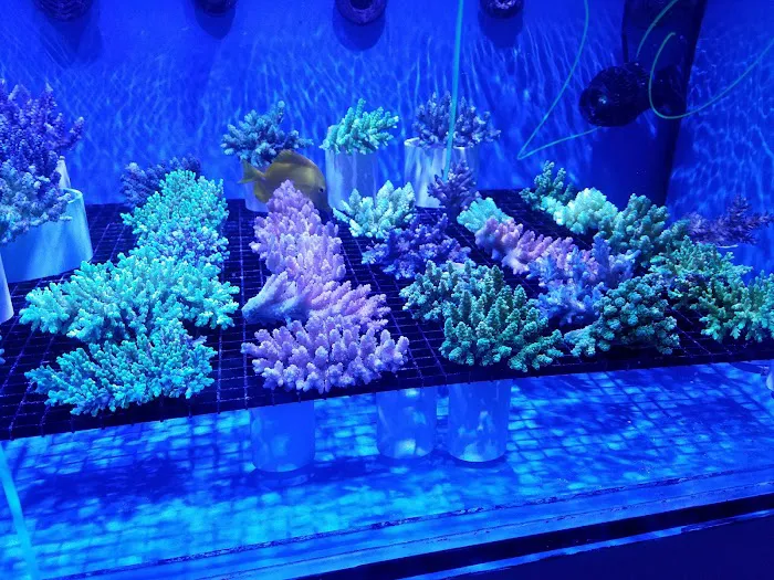Nemo's Reef Picture 4