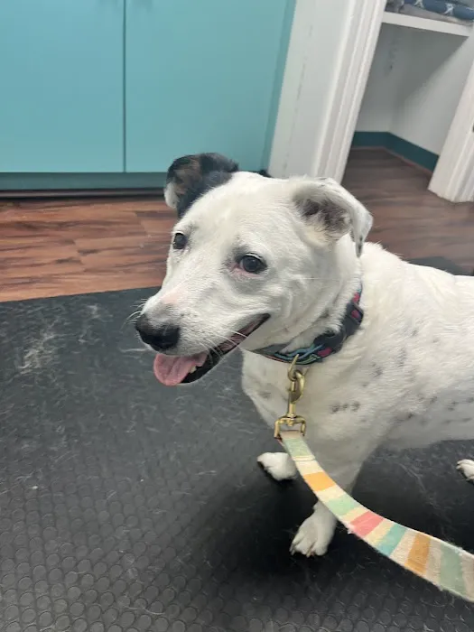 Park Lane Animal Hospital Picture 4