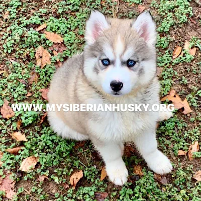My Siberian Husky kennels Picture 1