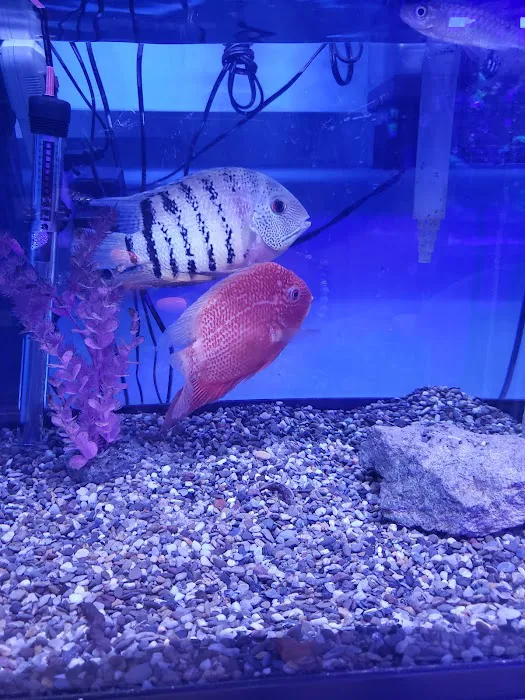 C-MACS Aquarium - CLT Picture 4