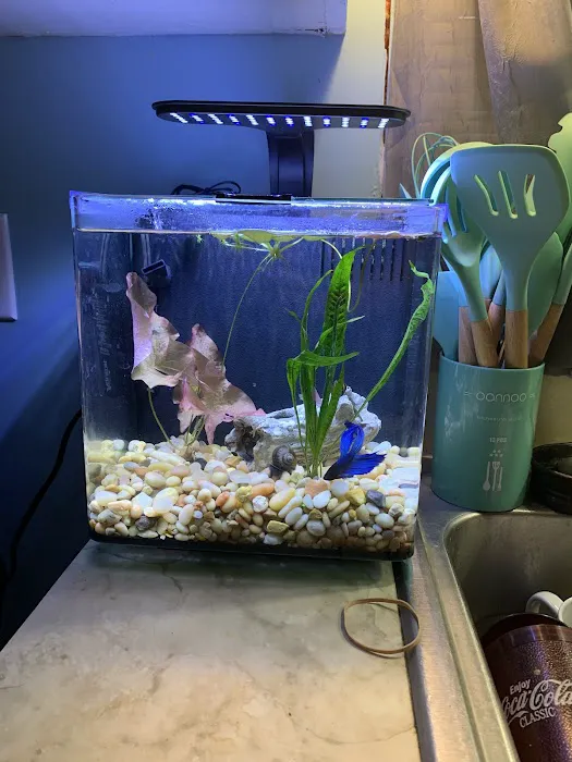 C-MACS Aquarium - CLT Picture 9