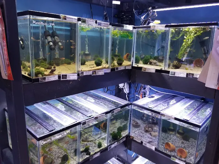 C-MACS Aquarium - CLT Picture 3