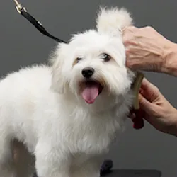 Pet Supplies Plus Charlotte - Pineville Mathews Picture 9