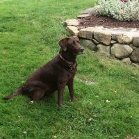 New Milford Animal Hospital: ico