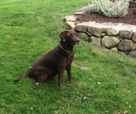 New Milford Animal Hospital: