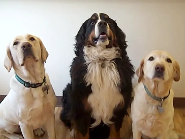 New Milford Animal Hospital: Picture 9