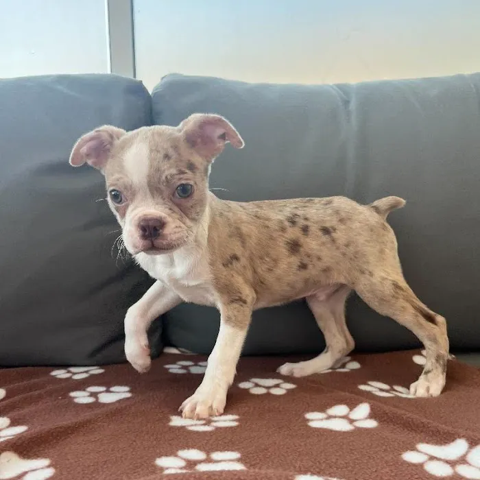 Waggles Charlotte Picture 6