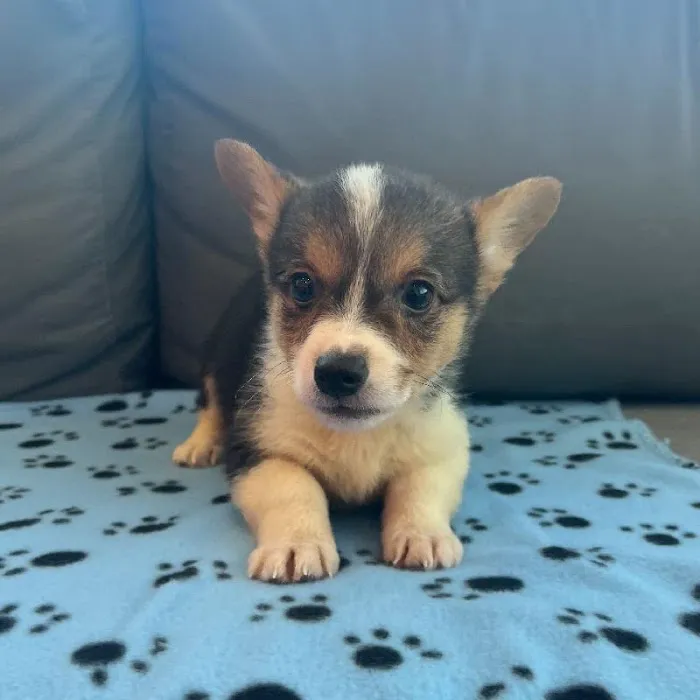 Waggles Charlotte Picture 2