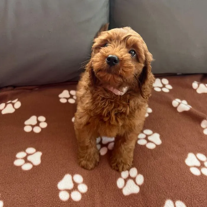 Waggles Charlotte Picture 4