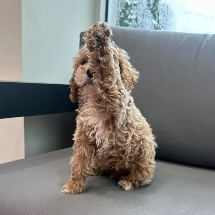 Waggles Charlotte Picture 9