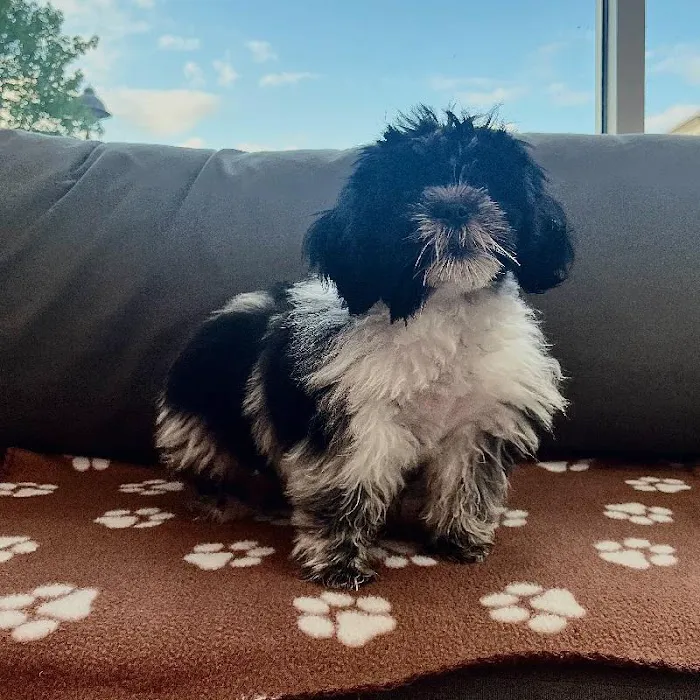 Waggles Charlotte Picture 8