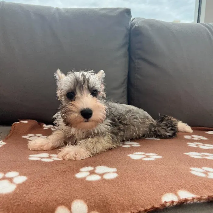 Waggles Charlotte Picture 10