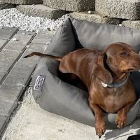 Candlewood Animal Hospital ico