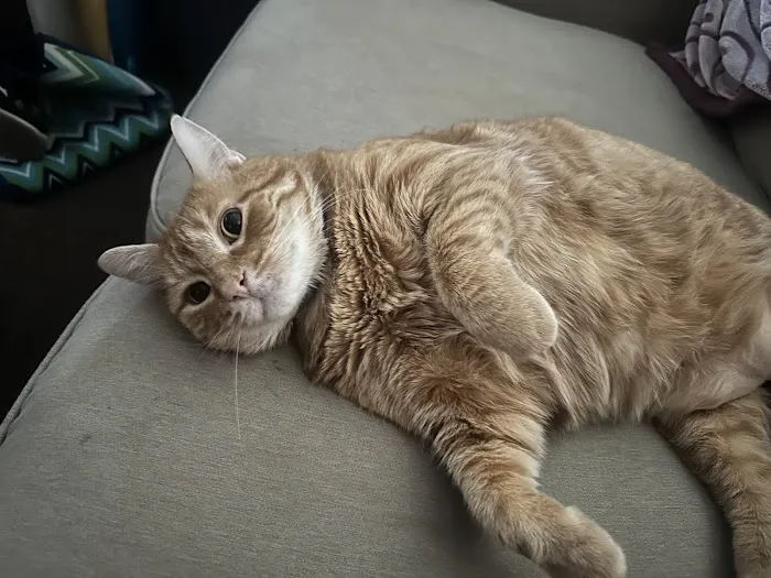 Candlewood Animal Hospital Picture 10