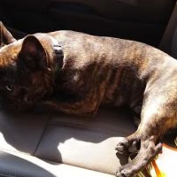 Paws and Paddle Canine Conditioning ico