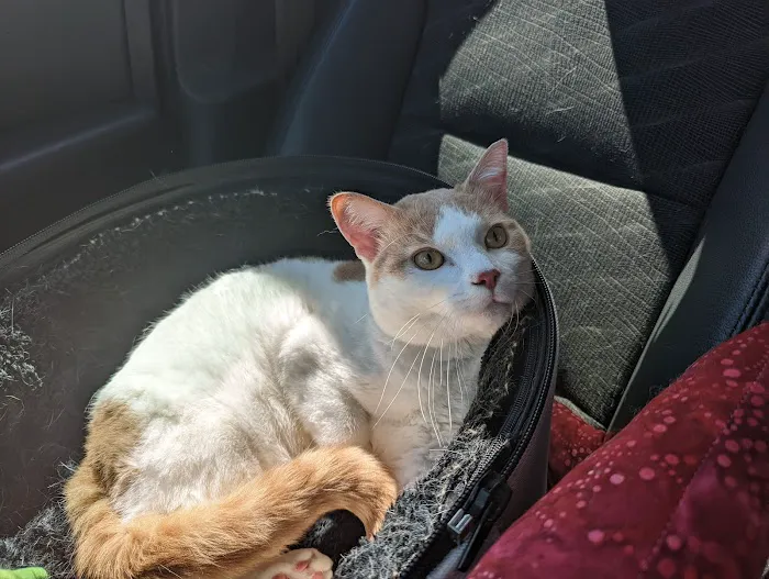 Paws and Paddle Canine Conditioning Picture 5