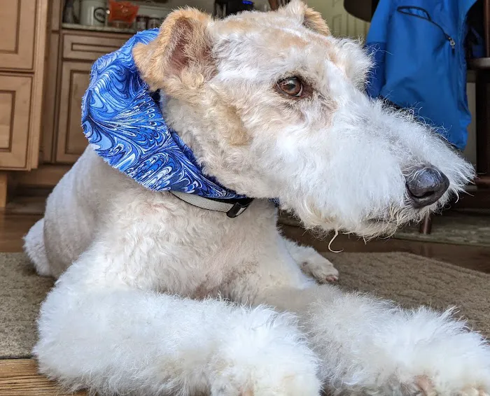 Paws and Paddle Canine Conditioning Picture 6