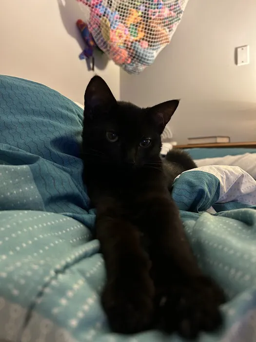 Aspetuck Animal Hospital Picture 7