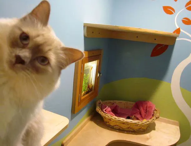 Cat Clinic Feline Health Center Picture 9