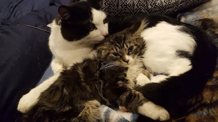 Cat Clinic Feline Health Center Picture 2