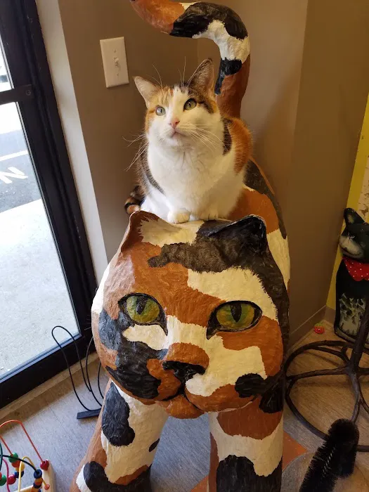 Cat Clinic Feline Health Center Picture 1