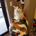 Cat Clinic Feline Health Center