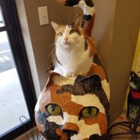 Cat Clinic Feline Health Center ico