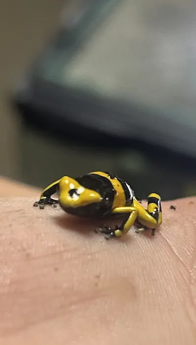 FROGDADDY LLC Picture 2