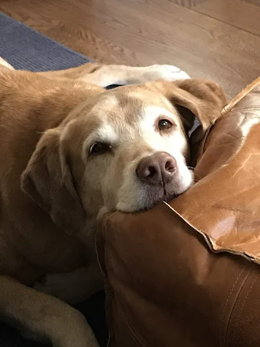 Fairfield Veterinary Hospital Picture 1