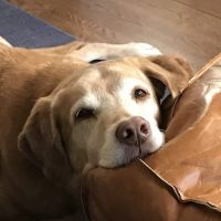 Fairfield Veterinary Hospital ico