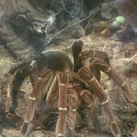 River Valley Pets ico