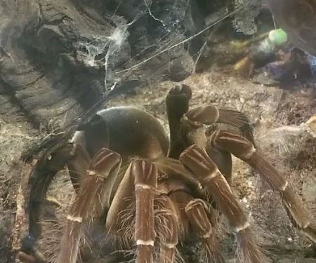 River Valley Pets