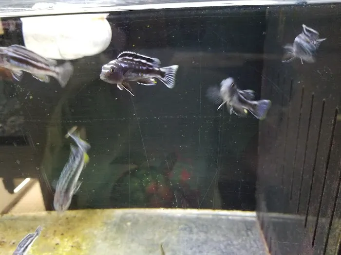 River Valley Pets Picture 7