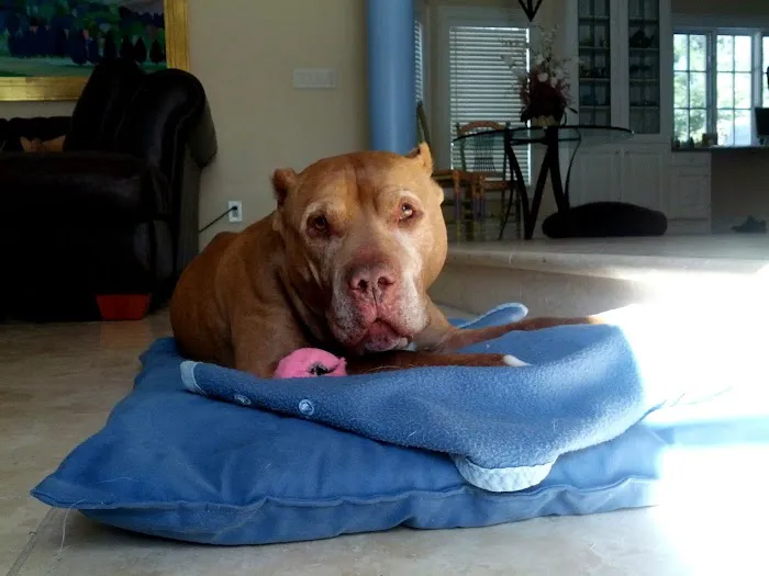 Fallek Marcie DVM Picture 1