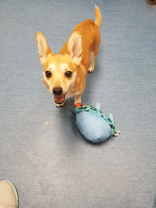 VCA Northside Animal Hospital Picture 4