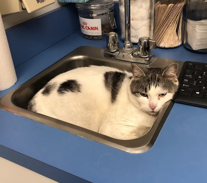 VCA Northside Animal Hospital Picture 2