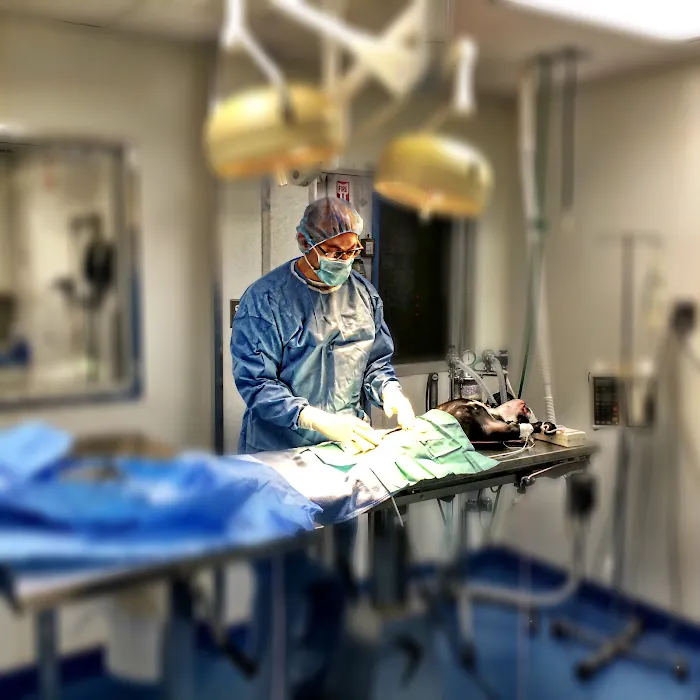 VCA Northside Animal Hospital Picture 10