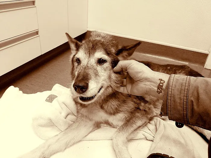 VCA Northside Animal Hospital Picture 7