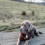 Fairchester Mobile Veterinary Services, LLC