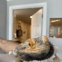 Southeast Animal Hospital ico