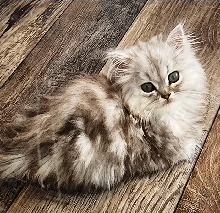 Southeast Animal Hospital Picture 2