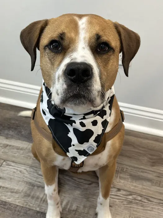 Southeast Animal Hospital Picture 8