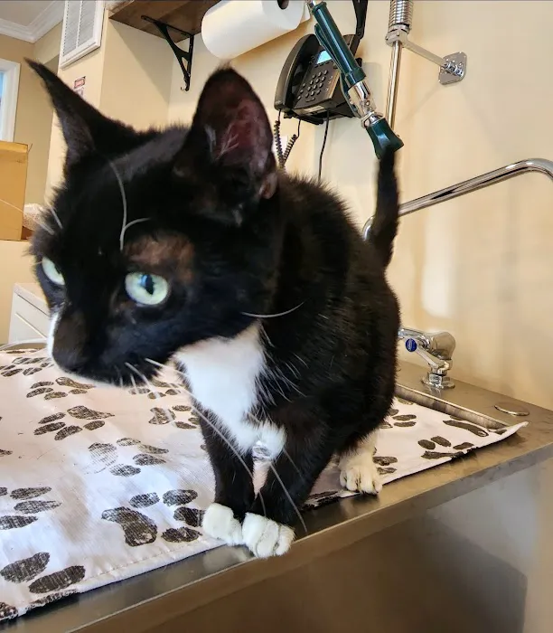 Southeast Animal Hospital Picture 7