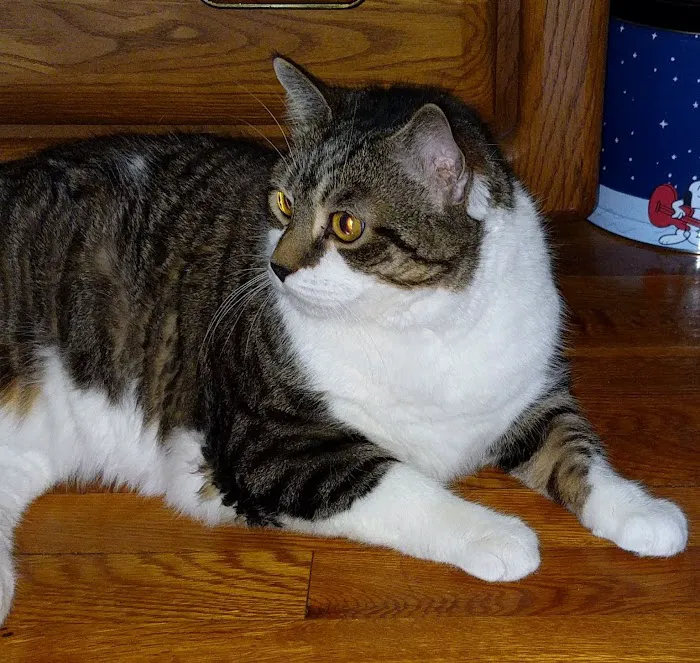 Roosevelt Veterinary Center Picture 4