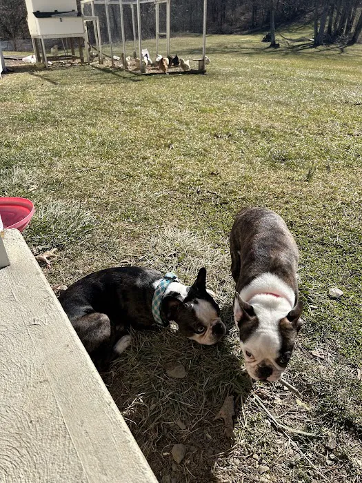 Roosevelt Veterinary Center Picture 8